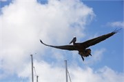 13_Aruba