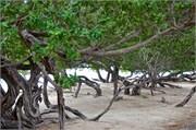 39_Aruba