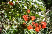 46_Grenada