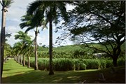 08_Martinique