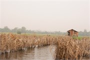 b56_Benin