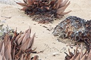 b72_WalvisBay-Namibia