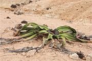 c104_WalvisBay-Namibia