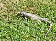 15_24_Aruba