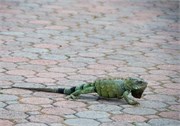 17_26_Aruba