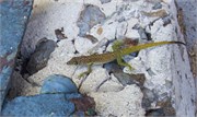 22_27_Martinique