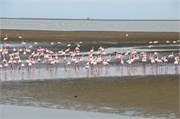 42_8_WalvisBay-Namibia