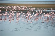 43_9_WalvisBay-Namibia