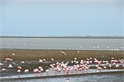 45_11_WalvisBay-Namibia
