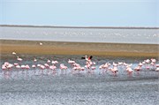 46_7_WalvisBay-Namibia