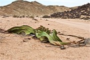 54_95_WalvisBay-Namibia