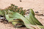 55_96_WalvisBay-Namibia