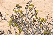 57_100_WalvisBay-Namibia