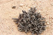 58_101_WalvisBay-Namibia