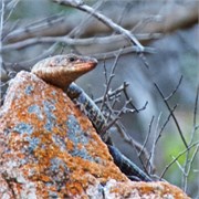 18_Motswari-Faces