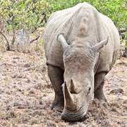 20_Motswari-Faces