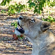 26_Motswari-Faces