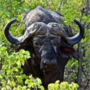 29_Motswari-Faces