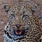 2_Motswari-Faces