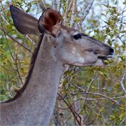 38_Motswari-Faces