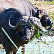 3_Motswari-Faces