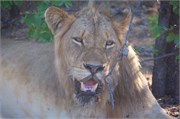 41_Motswari-Faces