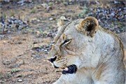42_Motswari-Faces