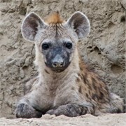 53_Motswari-Faces