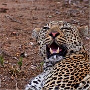 60_Motswari-Faces