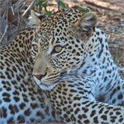 84_Motswari-Faces