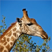 87_Motswari-Faces