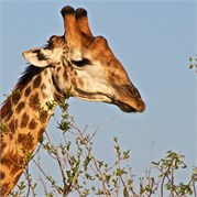 89_Motswari-Faces