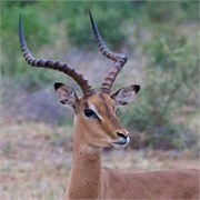 90_Motswari-Faces