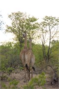 10_Motswari-Rears