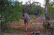 17_Motswari-Rears