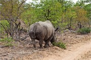 21_Motswari-Rears