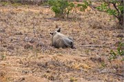 24_Motswari-Rears