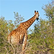 31_Motswari-Rears