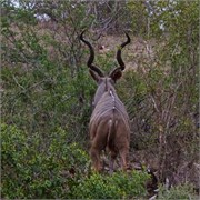 33_Motswari-Rears
