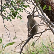 34_Motswari-Rears
