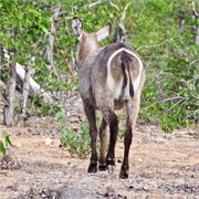 35_Motswari-Rears