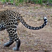 38_Motswari-Rears