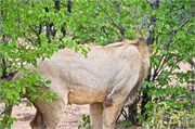 39_Motswari-Rears