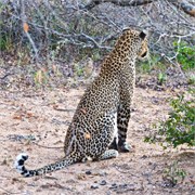 41_Motswari-Rears