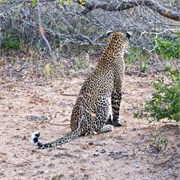 43_Motswari-Rears