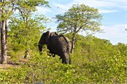 4_Motswari-Rears