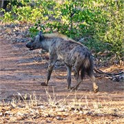 5_Motswari-Rears