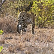 9_Motswari-Rears