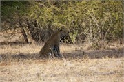 14_Lions-Leopards