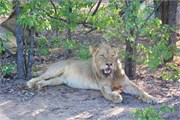 15_Lions-Leopards